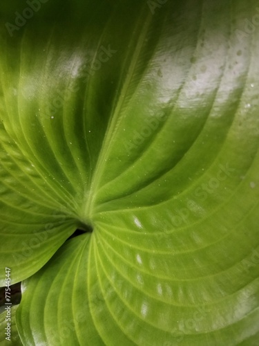 Photo of beautiful green leaves