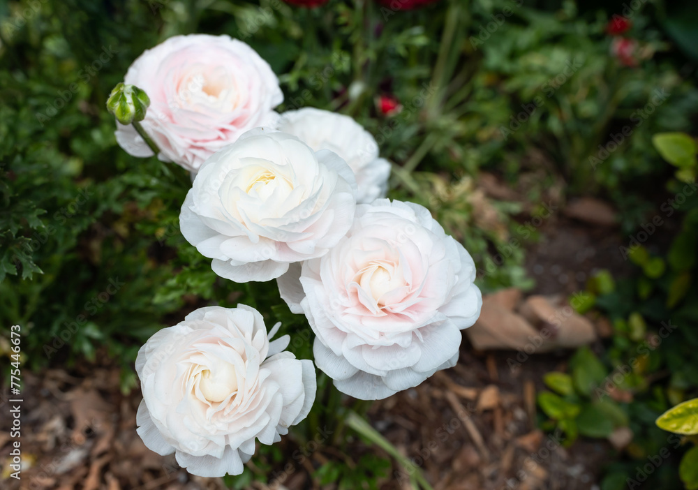 Amandine Snowflake Ranunculus. Blooming Aviv White Plant with Green Leaves, Blue Sky on Background. Flower Field. Horizontal Plane. Gardening, Landscape Design Amandine Snowflake Ranunculus. Blooming Aviv White Plant with Green Leaves, Blue Sky on Background. Flower Field. Horizontal Plane. Gardening, Landscape Design