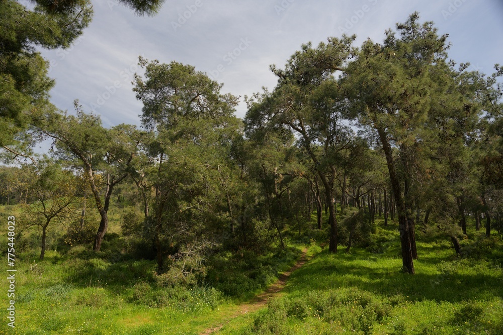 Obraz premium Carbon neutral, Green natural forest aerial view. Environment concept.