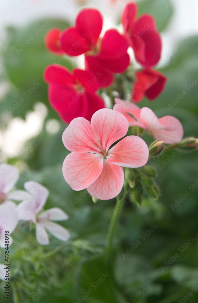 Fototapeta premium Blossom of pink Geranium Zonal , Pelargonium hortorum with light pink, purple red flowers