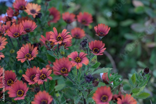 Close-up of a red colorful osteospermum daisy flower in bloom.