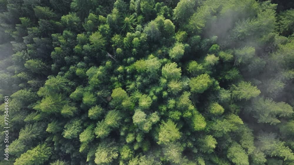 Top shot of fir trees growing along river in Redwood National and State Parks, California, USA. Fog clouds moving over the tree tops of forest. Overhead view of picturesque wild landscape, 4k footage 