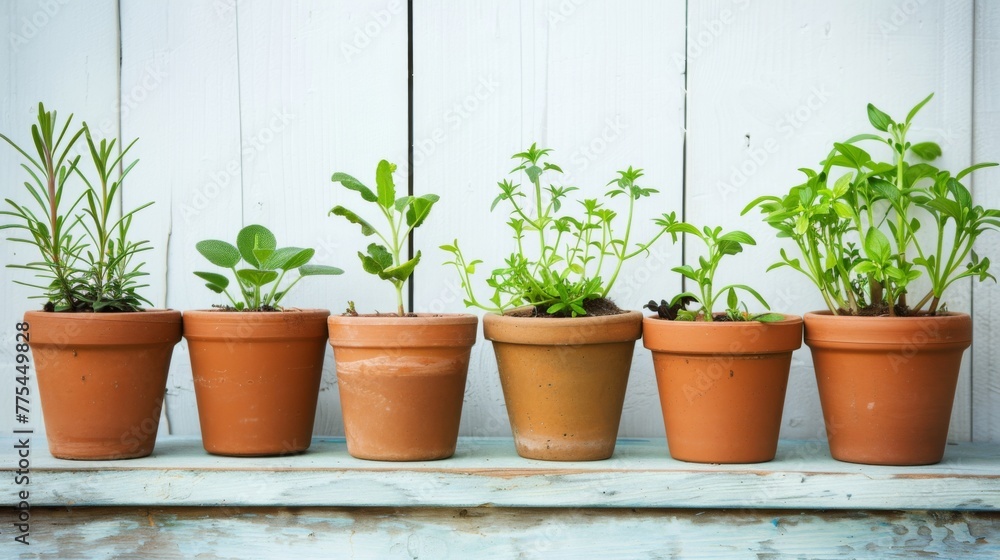 Row of Potted Plants on Wooden Shelf Row of Potted Plants on Wooden Shelf