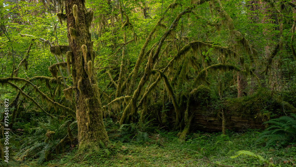 Obraz premium Arching Limbs of Sitka Trees Covered in Moss