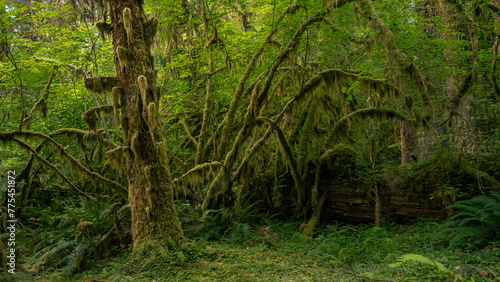 Arching Limbs of Sitka Trees Covered in Moss