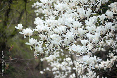 Magnolia flowers with elegant white petals blooming in spring fabulous garden, mysterious fairy tale springtime floral background with magnoliaceae bloom, beautiful nature blossom landscape.
