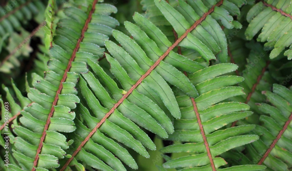 Obraz premium conjunto de helechos