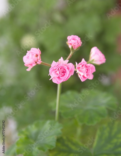 Rosebud pelargonium 