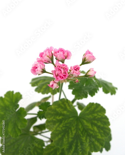 Fototapeta Naklejka Na Ścianę i Meble -  Rosebud pelargonium 