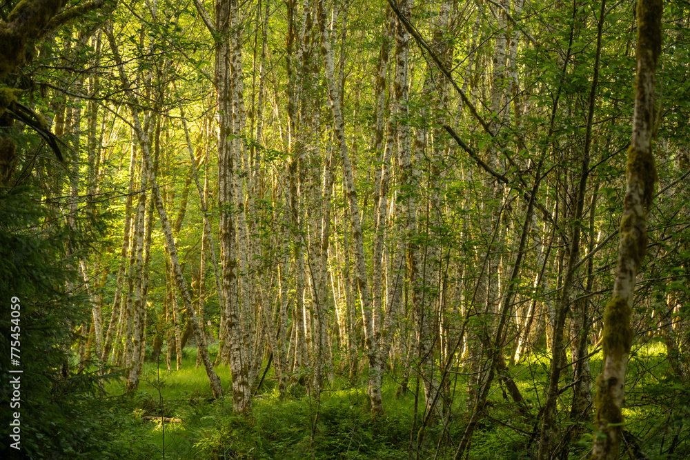 Bright Green Grass Fills The Forest Floor Below Grove Of Birch Trees Bright Green Grass Fills The Forest Floor Below Grove Of Birch Trees