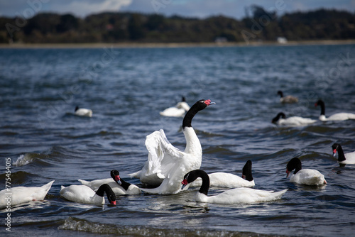 black-necked swan 