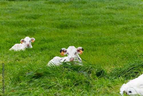 Group of young calves in a green meadow in Azores. Sao Miguel island in Azores, Portugal.