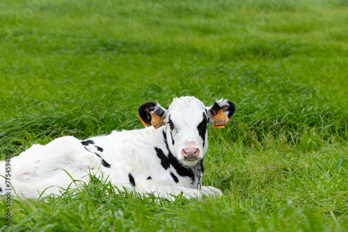 Young calf laying on green grass in Azores. Sao Miguel island in Azores, Portugal.