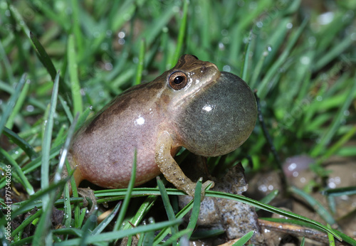A male spring peeper frog (Pseudacris crucifer) singing for a mate on a damp, rainy night as it sits in green grass. 