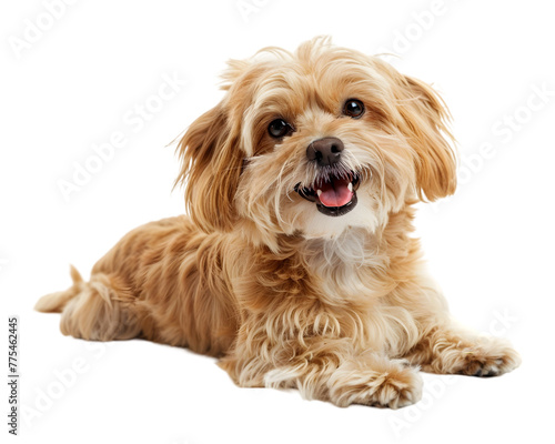 Leo dog on white transparent background