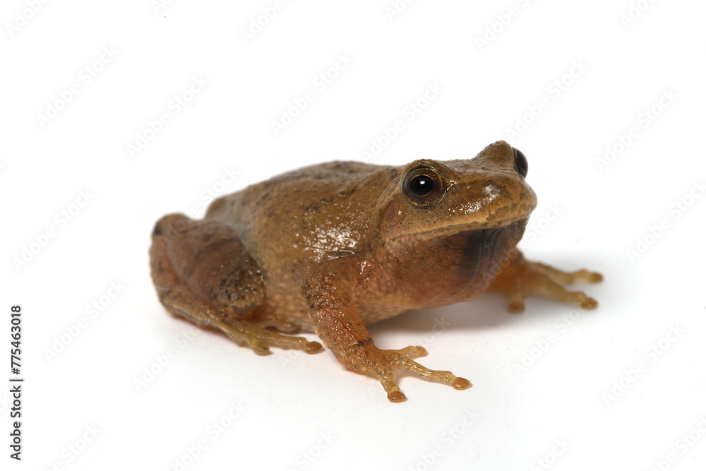 Male spring peeper (Pseudacris crucifer) frog sitting on a white background. Its round toepads that help it climb are visible. Male spring peeper (Pseudacris crucifer) frog sitting on a white background. Its round toepads that help it climb are visible.