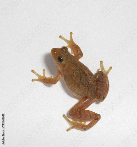 A male spring peeper frog climbing on a white background.  The round toepads at the tips of each toe help him cling to slippery surfaces. 