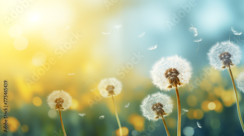 dandelions on background copy space high resolution photography, insane detail