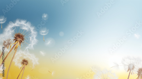 dandelions on background copy space high resolution photography  insane detail