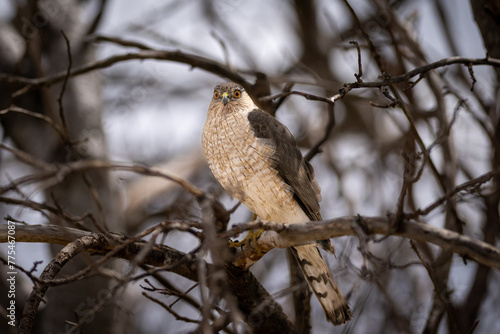 A large Cooper's Hawk perched in a tree. The bird of prey has brown feathered wings, striped red and cream colored breast, a hooked bill with a yellow band. The eyes are orange with black pupils. 