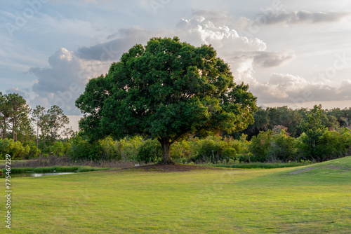 A level golf course green with lush green grass and a large oak tree in the middle of the lawn. The mature tree has a wooded area with various trees and shrubs in the background.