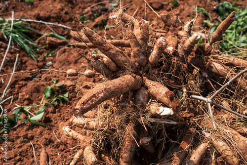 Cassava, a cash crop for the food industry © yotrakbutda