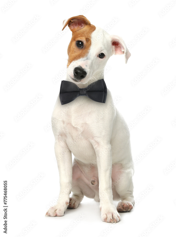 Cute Jack Russell terrier with black bow tie on white background