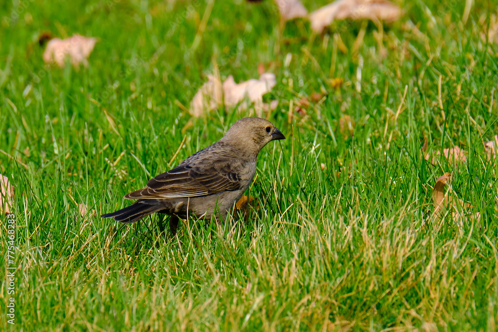 A female brown headed cowbird searches for food A female brown headed cowbird searches for food