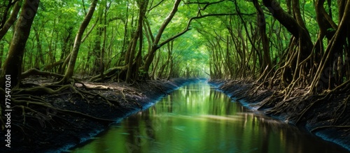 A tranquil river meanders through a lush forest filled with a variety of tall trees and abundant water resources