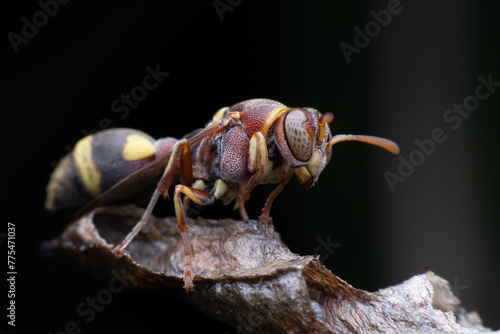 paper wasp bee