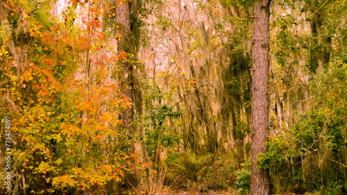 Autumn forest