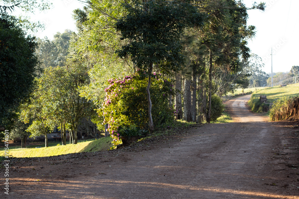 Monoculture plantation farm - Pato Branco - Parana - Brasil - 01062024