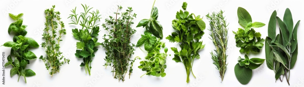Culinary herbs collection, precisely organized, lush greenery on white, for gourmet appeal - obrazy, fototapety, plakaty 