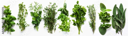 Culinary herbs collection, precisely organized, lush greenery on white, for gourmet appeal
