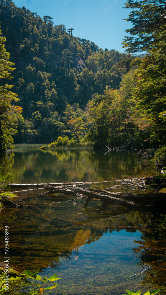 autumn in the forest