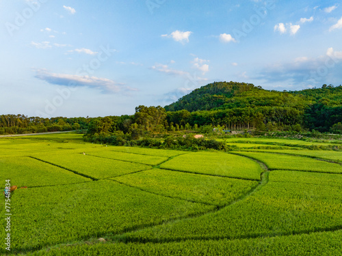 Coconut grove in Qiongzhong rice field, Haikou, Hainan Province, China photo