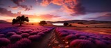 pho realistic illustration of pink romantic farm lavendar field landscape. Romantic Lavender Fields Pink Farm Landscap