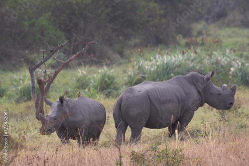 Black rhino with calf in the wild