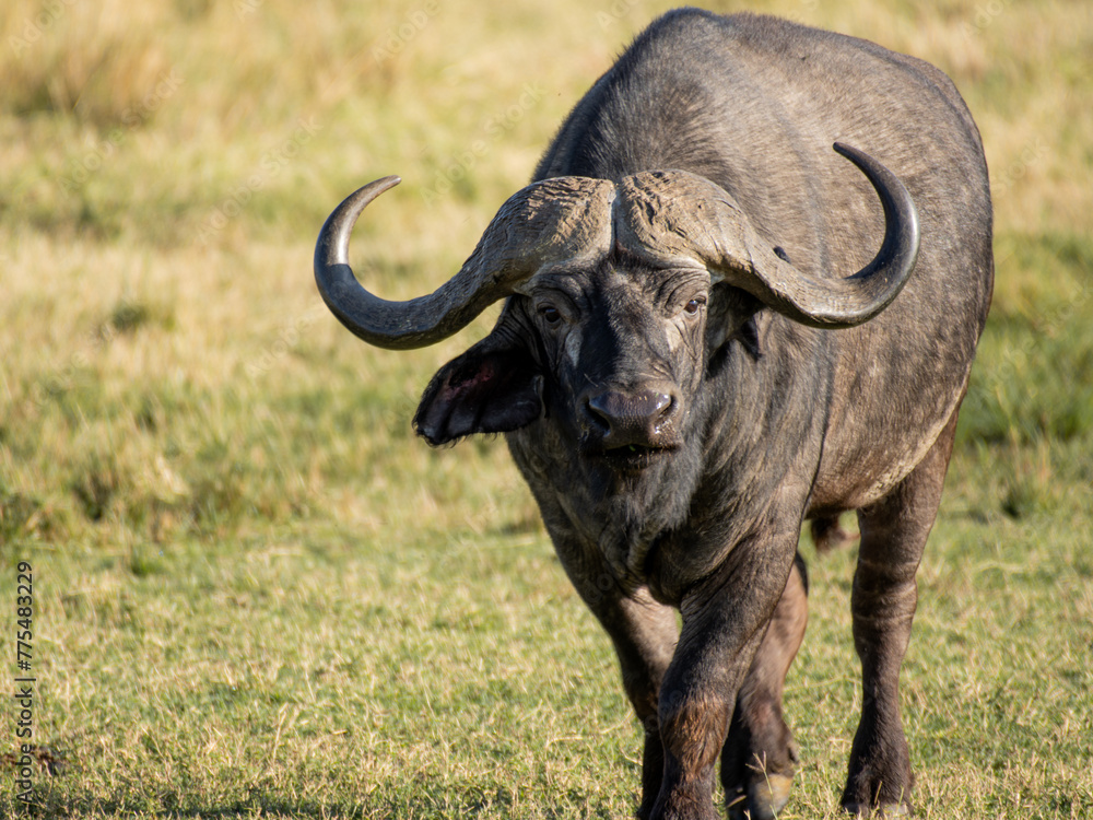 Buffalo stares down the camera Buffalo stares down the camera
