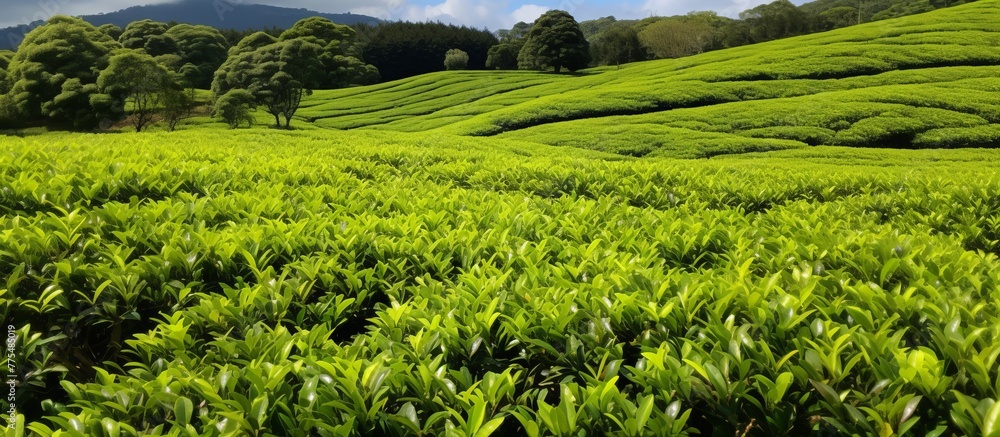 Expansive field of lush green tea bushes stretches towards distant towering mountains