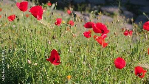 Red poppies flowers bloom swaying from wind 
