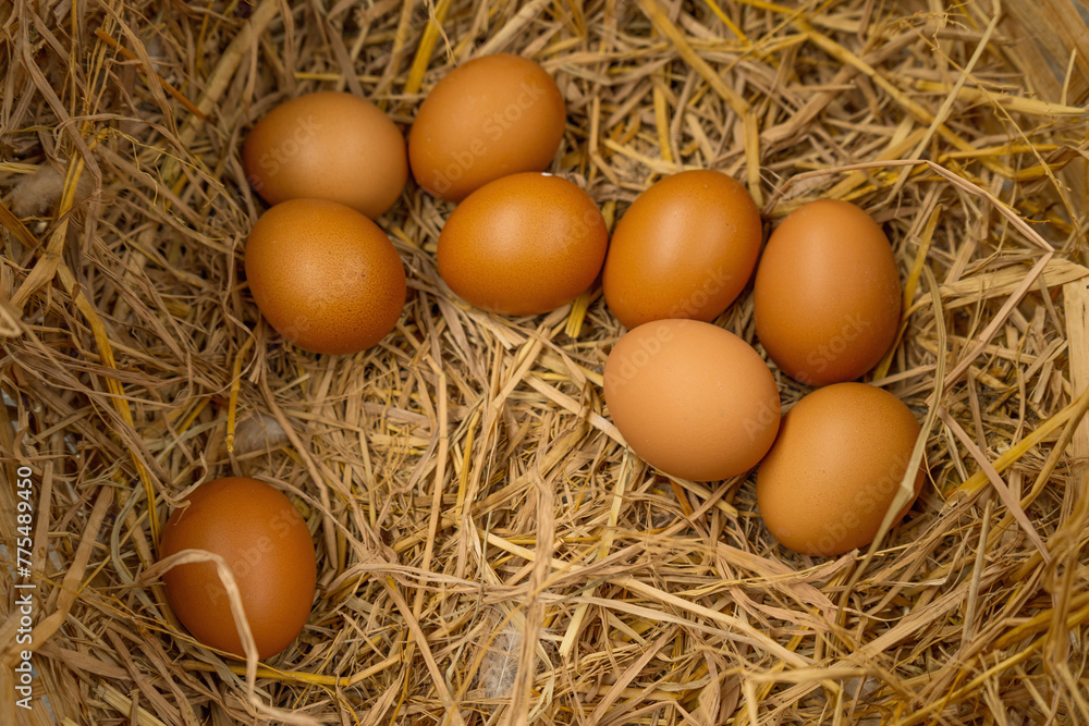 Chicken eggs on rice straw of chicken egg farming. Chicken eggs on rice straw of chicken egg farming.