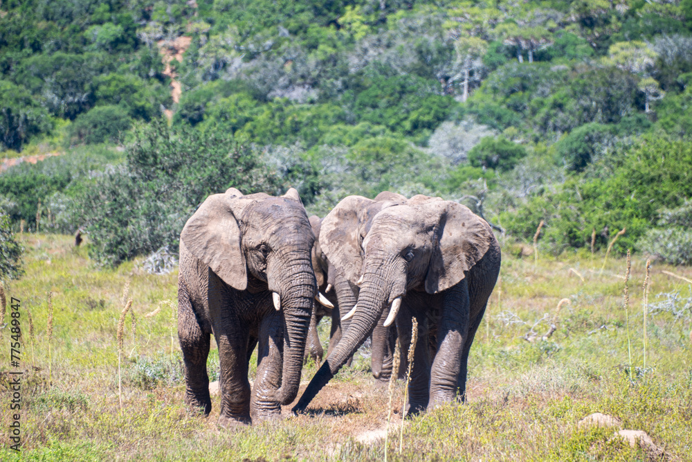 Two elephants touching trunks