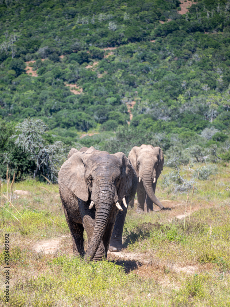 Fototapeta premium Herd of elephants walking in the savannah