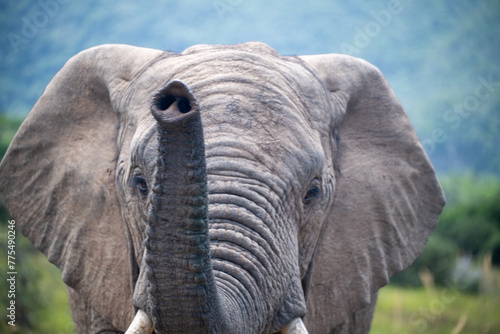 Close-up of elephant raising trunk at the camera