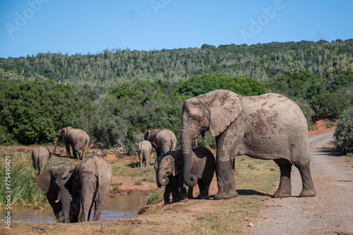 Herd of elephants lazing on the savannah photo