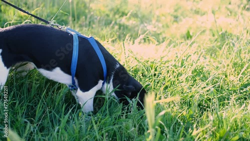 Black dog eat grass. Pet in nature, outdoors