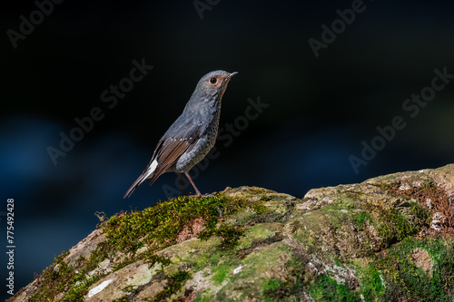 Plumbeous Redstart Yellow-brown face There are white spots on the underside of the neck. The chest and belly are gray with white scale patterns. photo