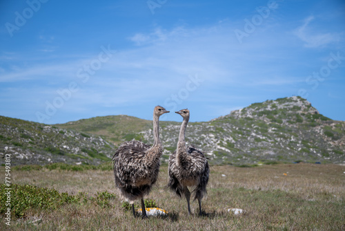 Pair of immature ostriches looking at each other