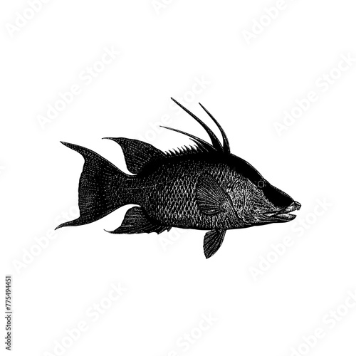 Hogfish hand drawing vector isolated on background. photo